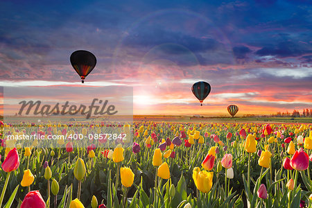 Hot Air Balloons taking off at Wooden Shoe Tulip Festival during dawn