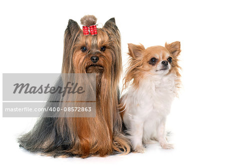 adult yorkshire terrier and chihuahua in front of white background