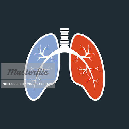 Lungs silhouette - fluorography of healthy lungs