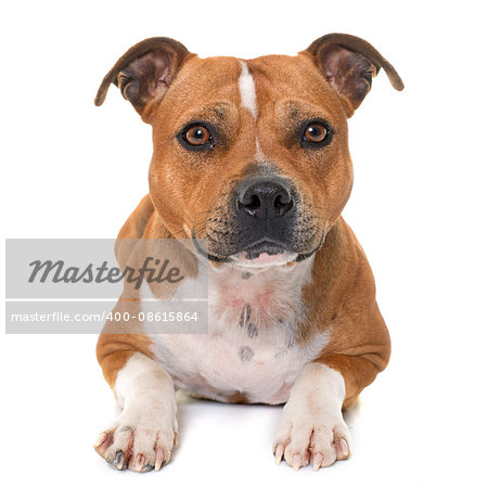 stafforshire bull terrier in front of white background