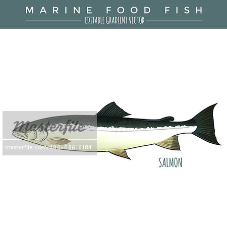 Salmon illustration. Marine food fish, editable gradient vector