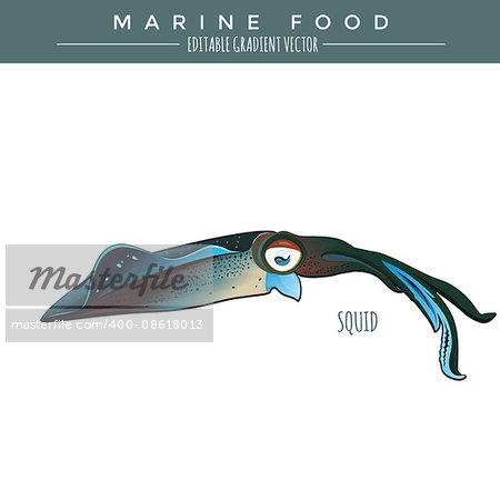 Squid illustration. Marine food fish, editable gradient vector