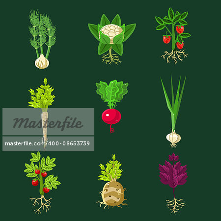 Fresh Vegetable Plants With Roots Collection In Realistic Cartoon Cool Flat Vector Design Isolated On Black Background