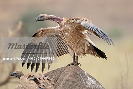 White-backed vulture (Gyps africanus) scavenging on a dead elephant, Kruger National Park, South Africa