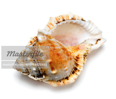 Shell of Tutufa bubo (frog snail) isolated on white background. Close-up view.