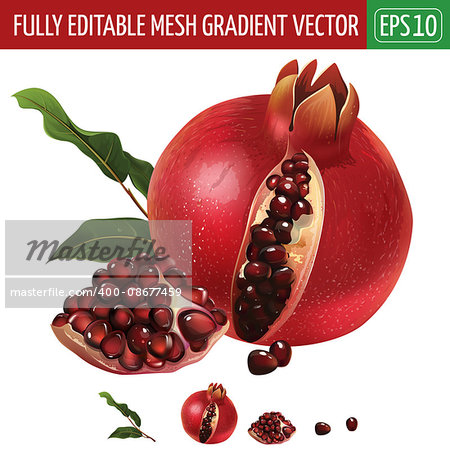 Pomegranate with leaves. Isolated illustration on white background.