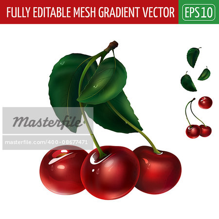 Cherry with leaves. Isolated illustration on white background.