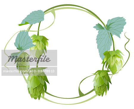 Cones and leaves of hop. Isolated on white illustration