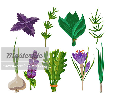 Set of 9 vector herbs, aromatic herbs for seasoning food