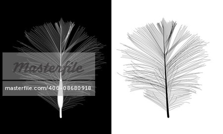 Black and White Bird Feather Drawn in Vector Illustration. EPS10
