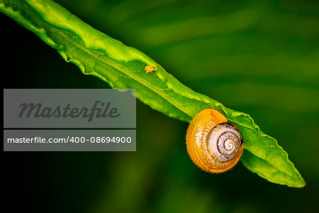 Snail on a green leaf.