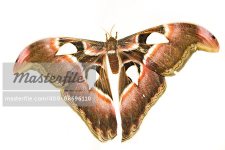 Attacus Atlas or Prince of Darkness on a white background. The biggest moth.