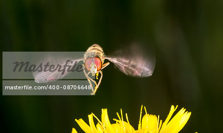 Marmalade Hoverfly Flying above Flower close up.