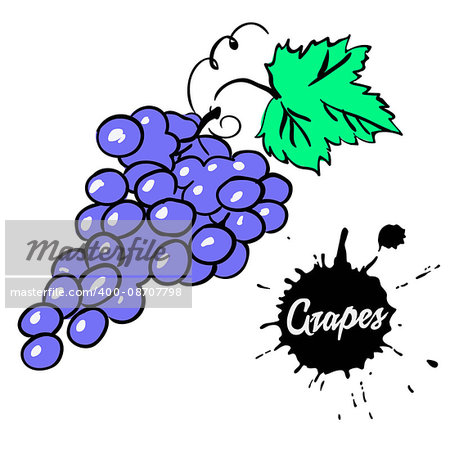 juicy bunch of ripe black grapes with green leaf