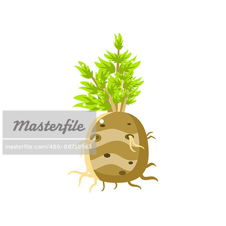 Fresh Turnip Primitive Realistic Illustration. Flat Bright Color Vector Icon Isolated On White Background.