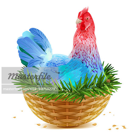 Blue Christmas chicken laying hen symbol of 2017 sits in basket nest on spruce branch. Isolated on white vector cartoon illustration