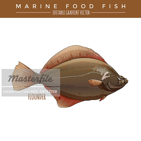 Flounder illustration. Marine food fish, editable gradient vector