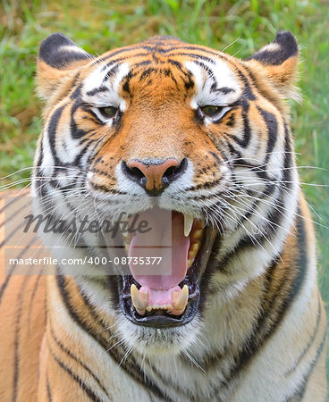 Tiger close-up of face at zoo