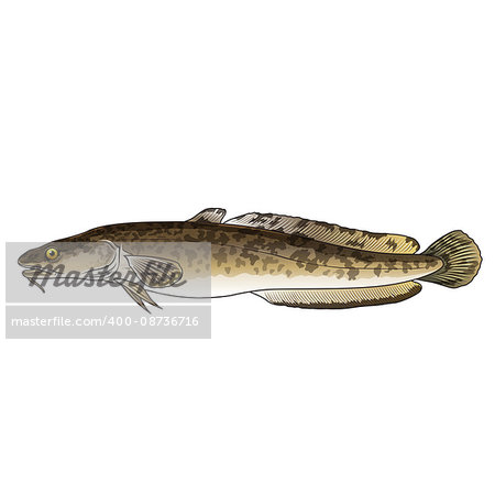 Burbot, isolated raster illustration on white background