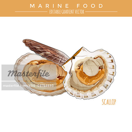Scallop illustration. Marine food, editable gradient vector