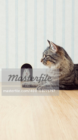 Mouse peeking out his hole on the wall with beautiful cat waiting outside.