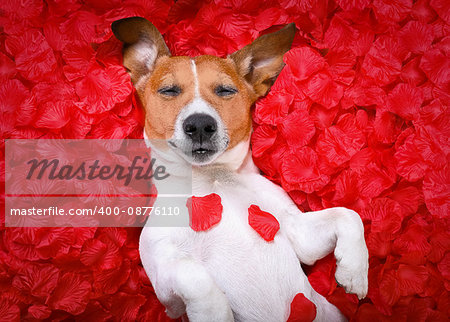 jack russell  dog sleeping while lying on bed with valentines petal roses as background