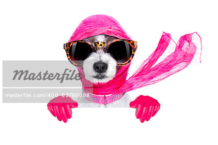 chic fashionable diva luxury  cool dog with funny sunglasses, scarf and necklace, isolated on white background, behind  banner or placard