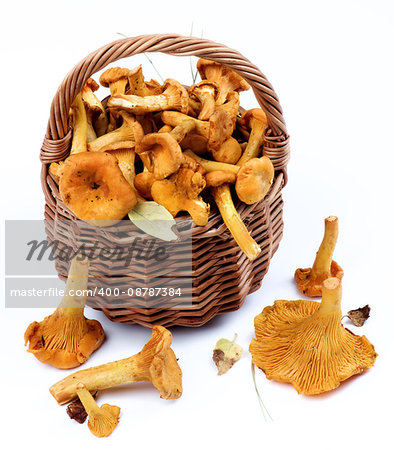 Fresh Raw Chanterelles with Dry Leafs and Stems in Wicker Basket closeup on White background