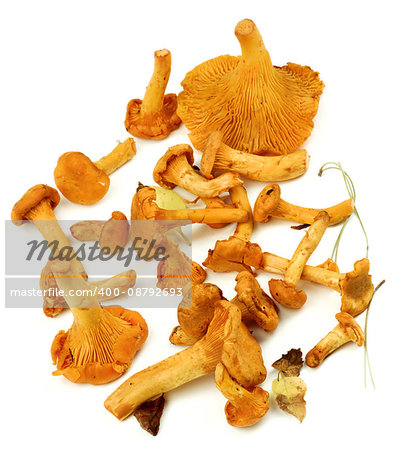Arrangement of Fresh Raw Chanterelles with Dry Leafs and Stems closeup on White background
