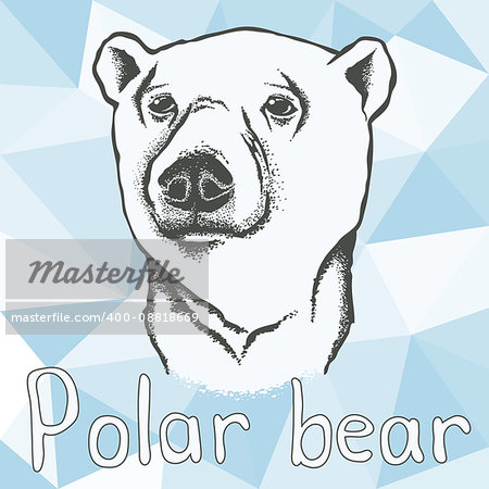 Polar bear vector illustration. Polar bear. Illustration of polar bear