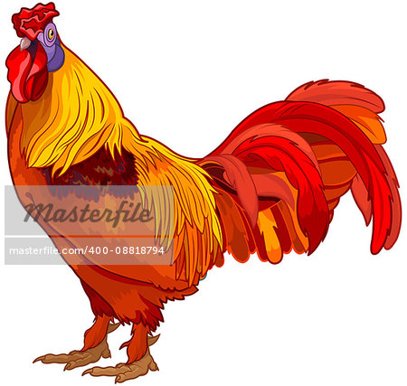 Realistic illustration of red rooster