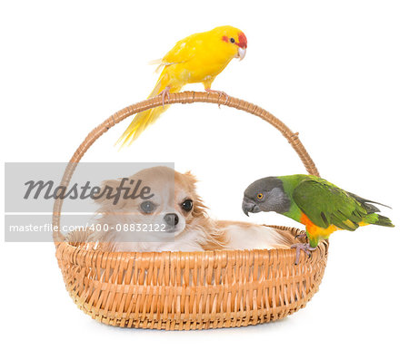 senegal parrot, chihuahua and kakariki in front of white background