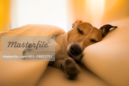 Jack russell dog  sleeping under the blanket in bed the  bedroom, ill ,sick or tired, sheet covering its body (LOW LIGHT PHOTO)