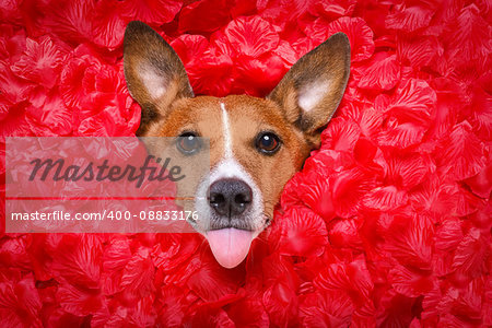 Jack russell  dog looking and staring at you   ,while lying on bed full of rose petals as background  , in love on valentines day, sticking out tongue