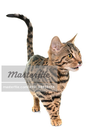 bengal cat in front of white background