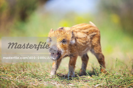 Wild piglet making calls on summer day