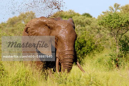 This is wild elephant.taking a mud batth.