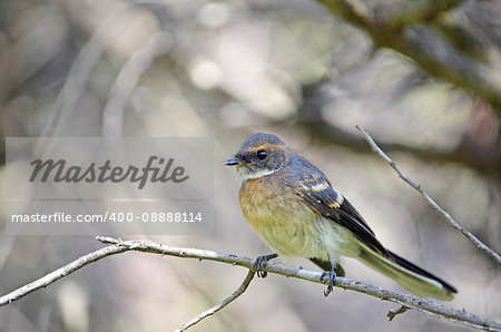 Young Australian Grey Fantail, Rhipidura albiscapa, perched in a tree, Royal National Park, Sydney