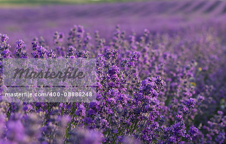 Lavender purple flowers blooming on lavender field in the summer