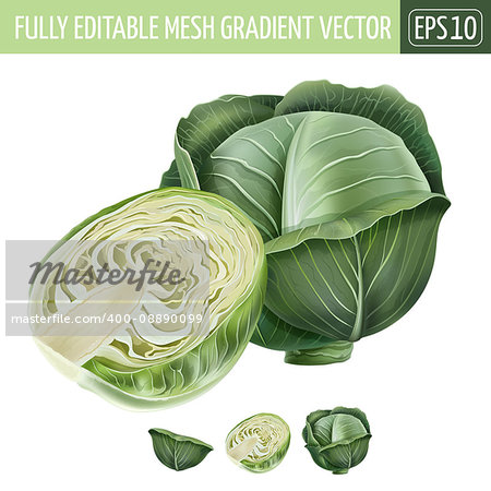 Cabbage realistic isolated illustration on white background.