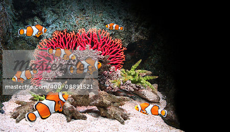 Sea corals and clown fish in marine aquarium. On black background