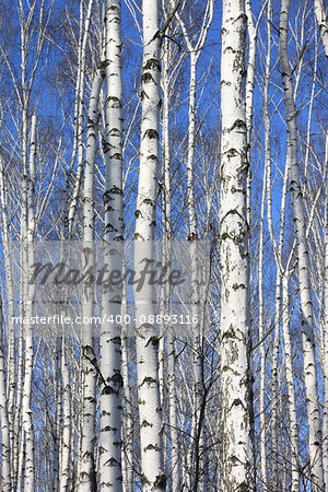 Trunks of birch trees against blue sky, birch forest in sunlight in spring, birch trees in bright sunshine