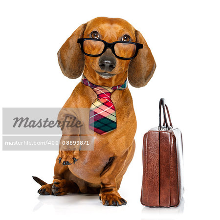 office worker businessman dachshund sausage  dog  as  boss and chef , with suitcase or bag  as a secretary,  with  tie , isolated on white background