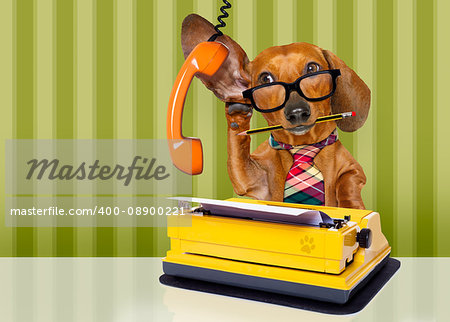 office worker businessman dachshund sausage  dog  as  boss and chef , with suitcase or bag  as a secretary,  with  tie , at the office