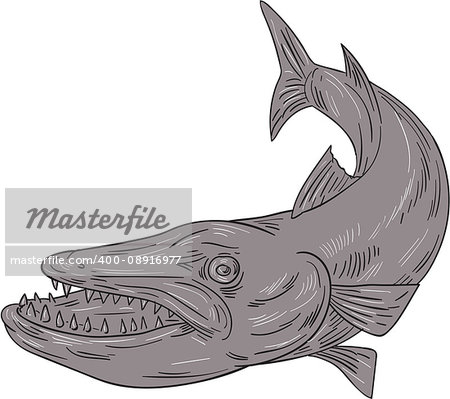 Drawing sketch style illustration of a barracuda, a ray-finned saltwater fish of the genus Sphyraena, the only genus in the family Sphyraenidae set on isolated white background.