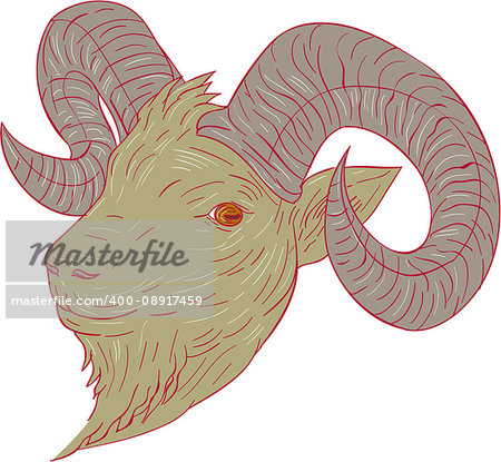 Drawing sketch style illustration of a mountain goat ram head looking to the side set on isolated white background.