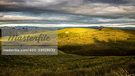 An image of a sunset landscape with cows in New Zealand