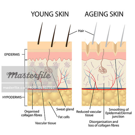 Young healthy skin and older skin comparison, skin layers and wrinkles diagram. Also available as a Vector in Adobe illustrator EPS 10 format.