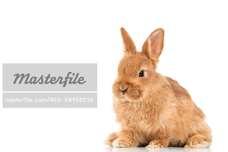 Adorable little brown rabbit isolated on white