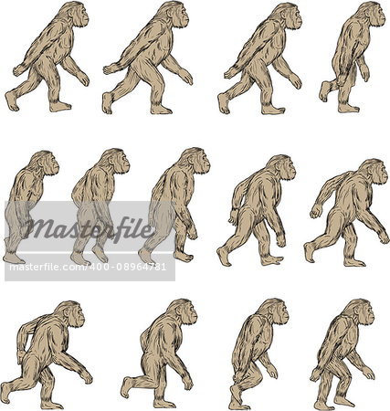 Collection set of illustrations of Homo habilis, a species of the tribe Hominini, during the Gelasian and early Calabrian stages of the Pleistocene period walking viewed from the side set on isolated white background done in drawing sketch style.